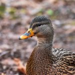 揭秘磁力链接搜索引擎黑马:如何快速找到你想要的资源 l5vllarwi0